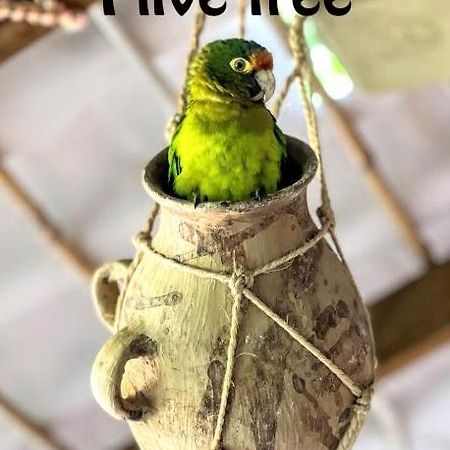 Posada Olivo Mazunte Ngoại thất bức ảnh